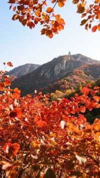 北京重陽季賞秋看紅葉旅遊攻略