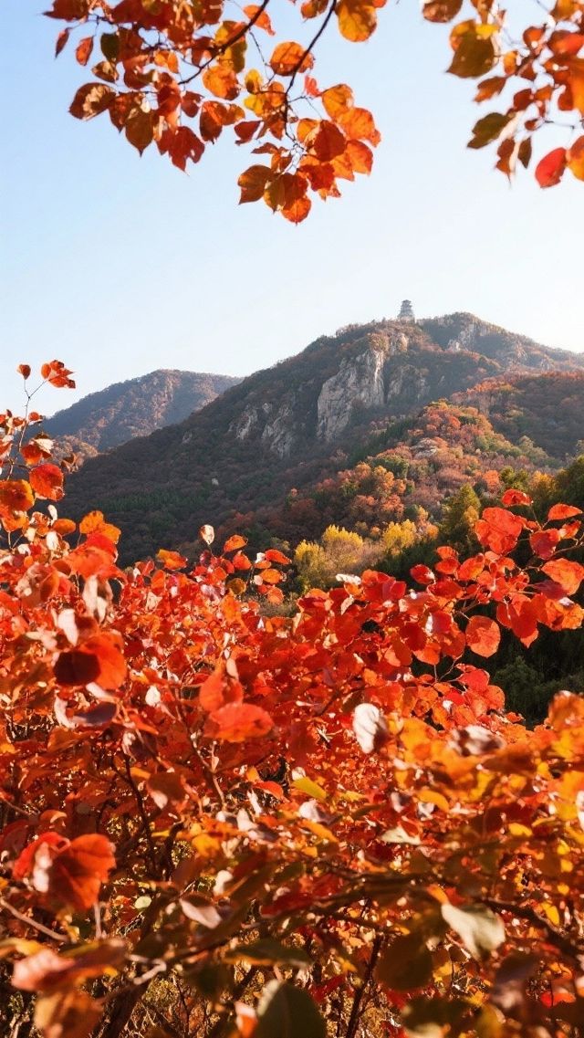 北京重陽季賞秋看紅葉旅遊攻略