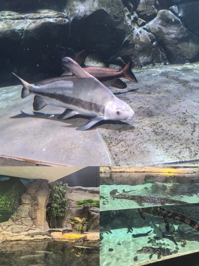 陸家嘴海洋館：親子遊玩寶藏地，優缺點全知曉！