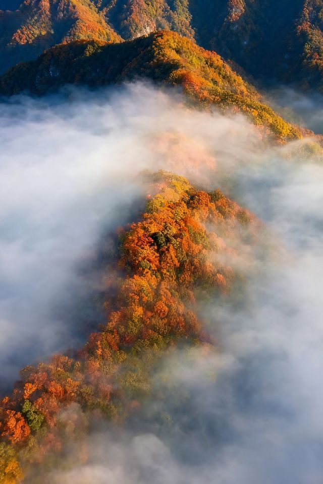 救命光霧山的秋天真的美哭我了