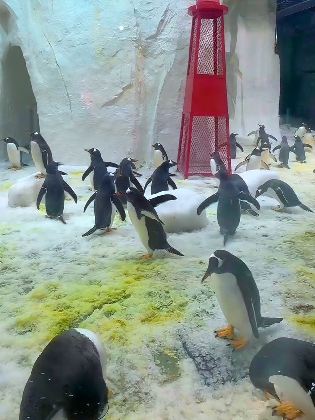 我在大連與企鵝撒嬌、在海底隧道被魟魚“撩”了