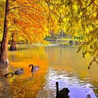 가을 난징, 명효릉의 물푸른나무 숲이 너무 아름다워요🍂