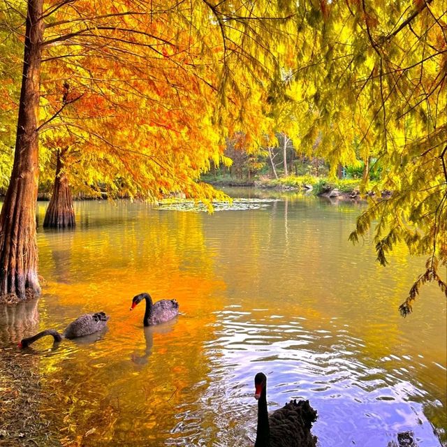 가을 난징, 명효릉의 물푸른나무 숲이 너무 아름다워요🍂  가을 난징, 명효릉의 물푸른나무 숲이 너무 아름다워요🍂