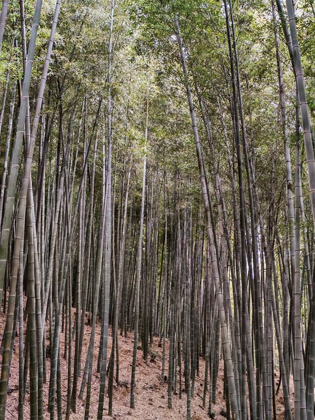 南北湖畔高陽竹海,自然之韻的隱逸祕境 南北湖畔高陽竹海,自然之韻的隱逸祕境