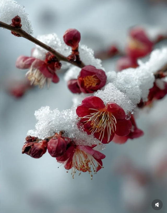 冬日裡的「雪景」,宛如「夢幻仙境」 冬日裡的「雪景」,宛如「夢幻仙境」