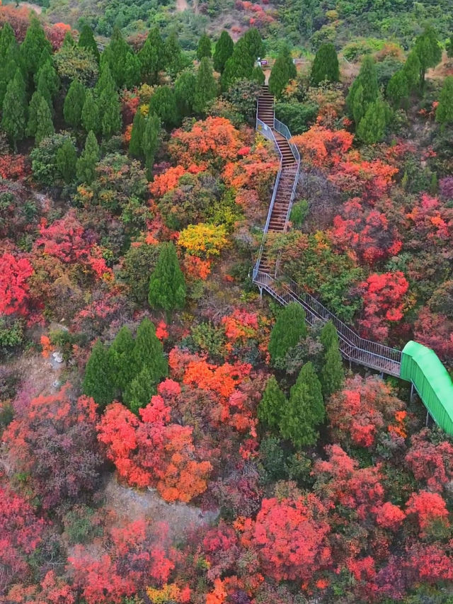 11月博山九龍峪遊玩攻略：萬畝紅葉+網紅玩法，承包秋日浪漫