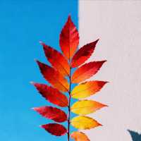 河北紅葉天花板!響堂山秋日封神級紅葉盛宴