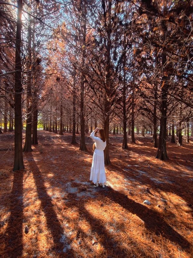 絕美!包場整個落羽松林的韓劇級浪漫 絕美!包場整個落羽松林的韓劇級浪漫