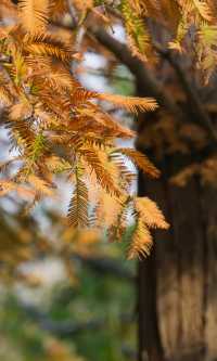 城市中心的秋日童話