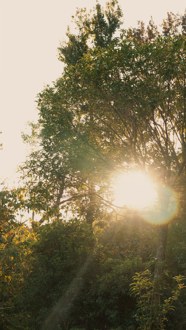 新昌,回山秋景已經藏不住了快衝呀 新昌,回山秋景已經藏不住了快衝呀