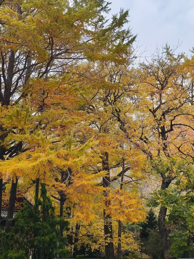 深秋崂山太清宮絕美銀杏楓葉季人潮洶湧都得來！