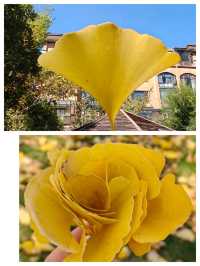 會澤的秋，打翻了的調色盤