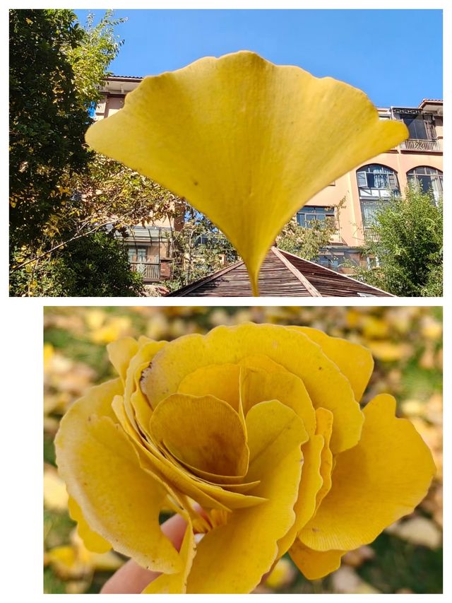 會澤的秋，打翻了的調色盤