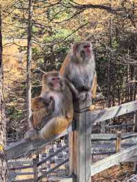 稻城亞丁絕美星空