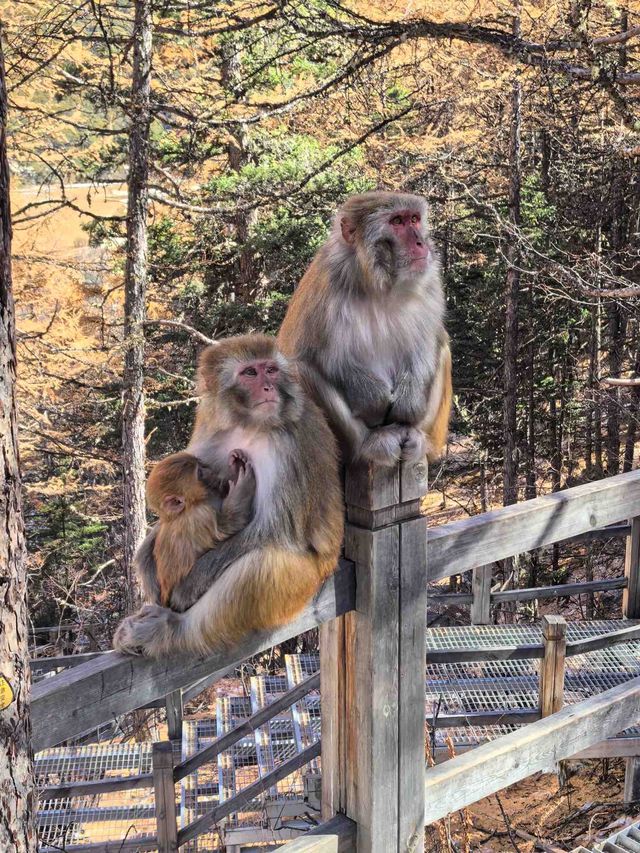 稻城亞丁絕美星空