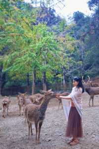 銀杏染秋，南雄赴一場黃金之約 