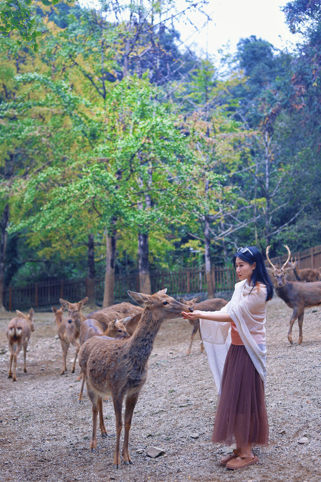 銀杏染秋，南雄赴一場黃金之約 