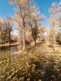 絕美秋色！在金塔胡楊林邂逅金色童話