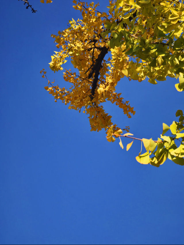 南京丨金陵古寺賞秋必入