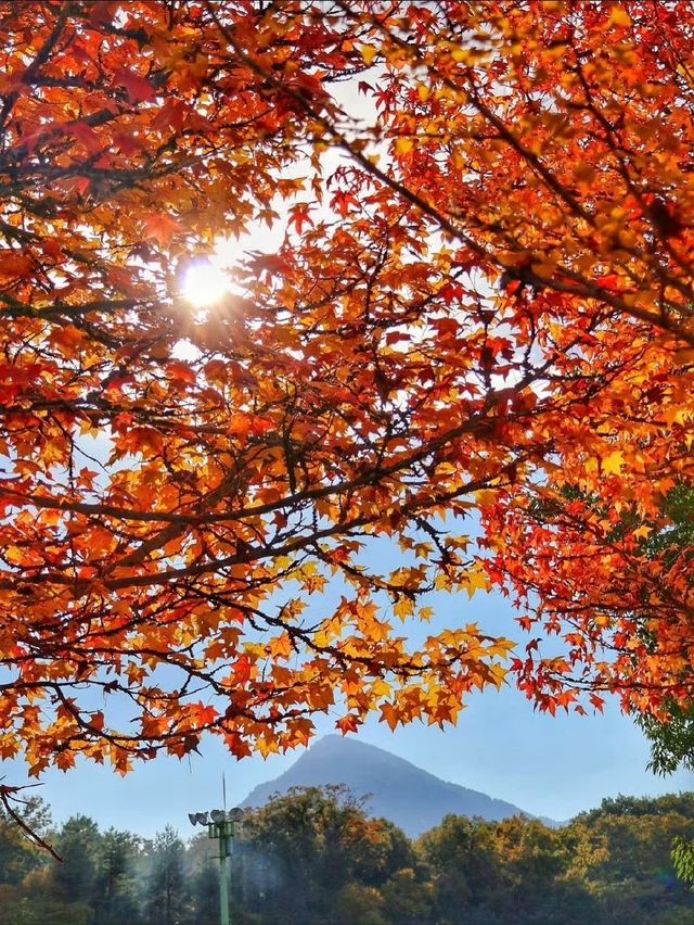 秋霜送君千里遠，月候來年嶺上紅