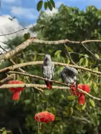 雲南普洱太陽河森林公園