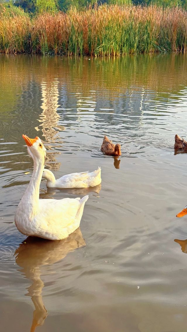 地鐵直達今年最喜歡的銀杏林出現了！封神級的金色童話世界