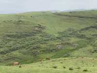 逃離城市計劃盤州烏蒙大草原自駕遊太治癒了！ 從鋼筋森林到遼闊草原，在攜程下單包車直接衝往烏蒙大草