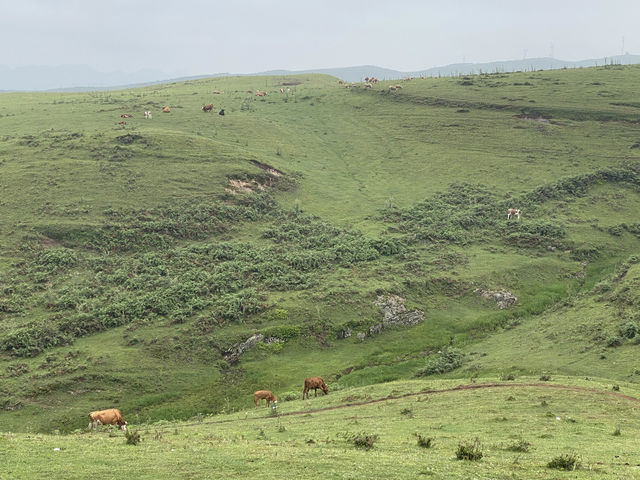 逃離城市計劃盤州烏蒙大草原自駕遊太治癒了！ 從鋼筋森林到遼闊草原，在攜程下單包車直接衝往烏蒙大草