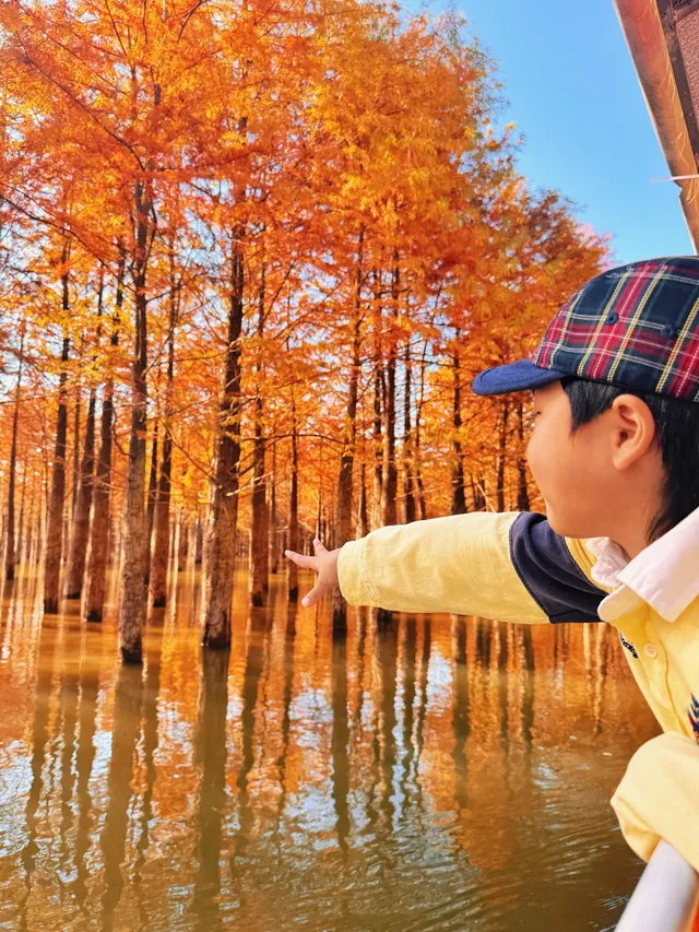 11.15皖南川藏線之落羽紅杉林 11.15皖南川藏線之落羽紅杉林