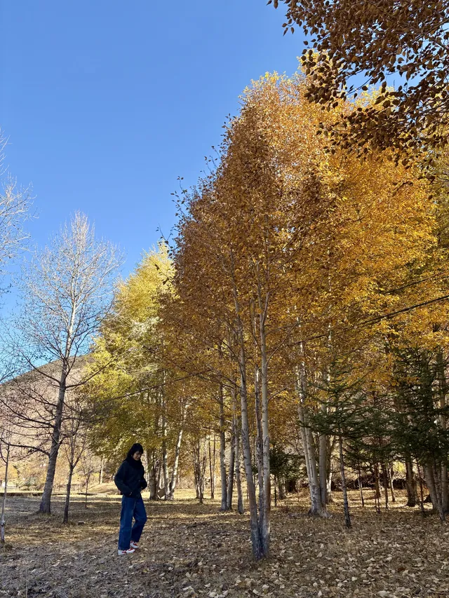佛山秋假,帶娃去川西看不一樣的秋 佛山秋假,帶娃去川西看不一樣的秋