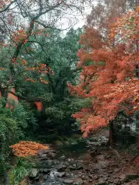 秋日國清寺:在千年古剎尋一份靜謐