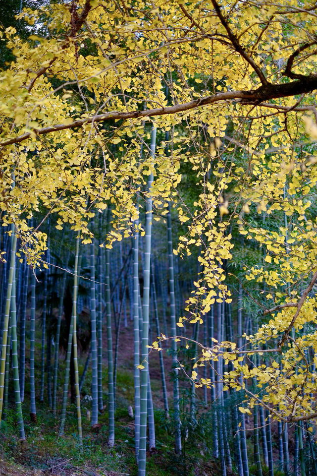 最美銀杏古村拍大片 最美銀杏古村拍大片
