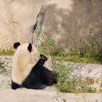 上海野生動物園免費衝！粉紅火烈鳥+大象互毆，值回折騰