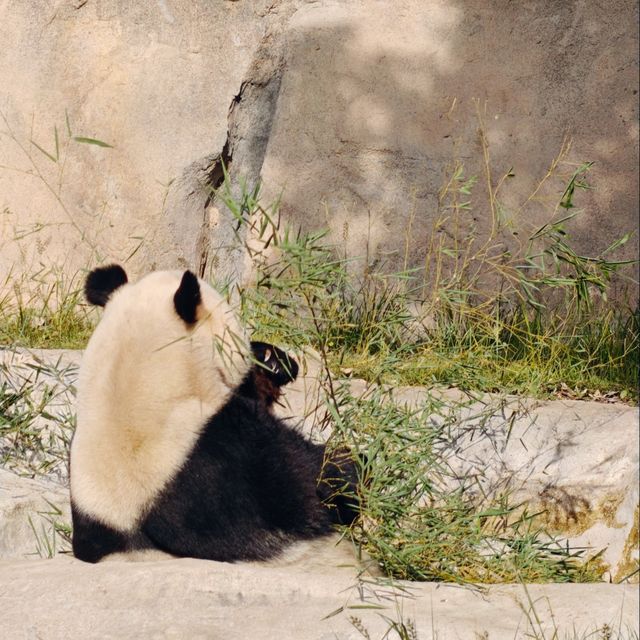 上海野生動物園免費衝！粉紅火烈鳥+大象互毆，值回折騰