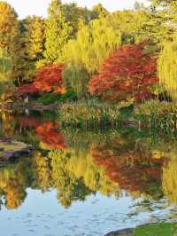 上海東郊賓館|滬上秋景絕絕子人間仙境