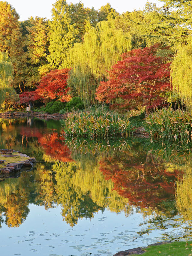 上海東郊賓館|滬上秋景絕絕子人間仙境 上海東郊賓館|滬上秋景絕絕子人間仙境