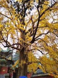 少林寺不僅有武學,還有銀杏!