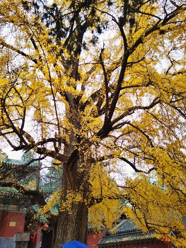 少林寺不僅有武學,還有銀杏! 少林寺不僅有武學,還有銀杏!