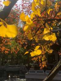 魔都賞秋必去園林