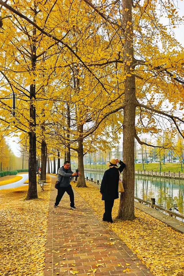 蛟龍活水公園拍銀杏
