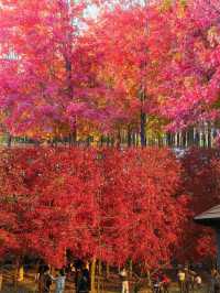 0元get秋日電影感上海金山楓葉島美到犯規