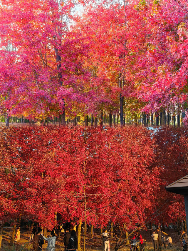 0元get秋日電影感上海金山楓葉島美到犯規