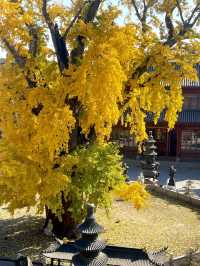 青浦私藏治癒路線！千年銀杏+關公咖啡+柴窯麵包的慢活美學