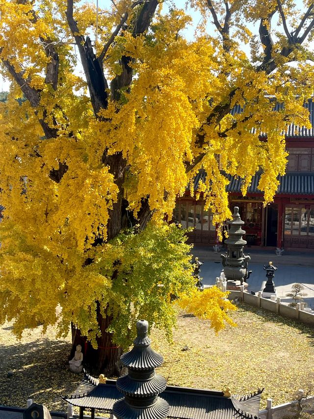 青浦私藏治癒路線！千年銀杏+關公咖啡+柴窯麵包的慢活美學