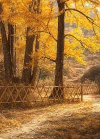 福建尤溪銀杏觀賞正當時