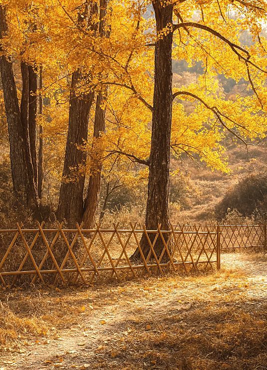 福建尤溪銀杏觀賞正當時 福建尤溪銀杏觀賞正當時