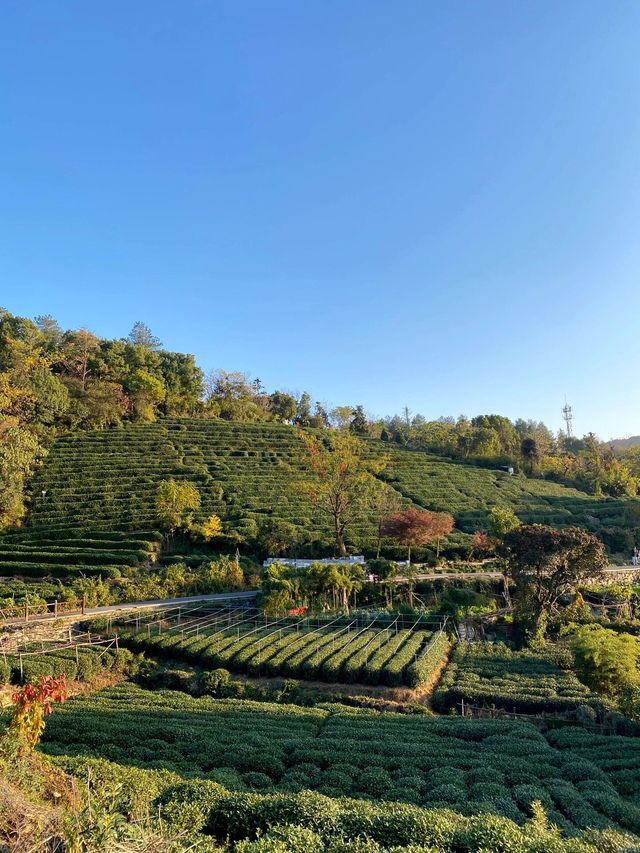 11.29週末plog |杭州小豬線徒步