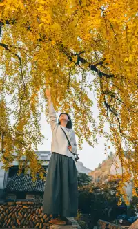 溫州這棵400年的銀杏王已經黃了，趁沒人快衝!!