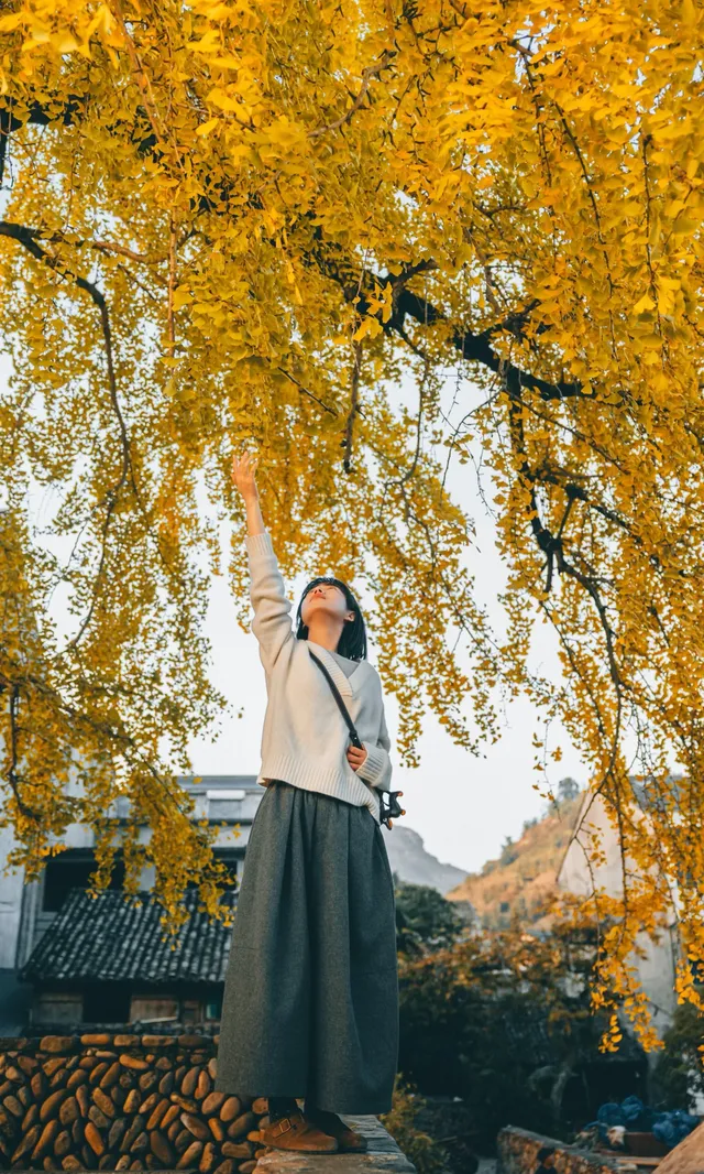 溫州這棵400年的銀杏王已經黃了，趁沒人快衝!!