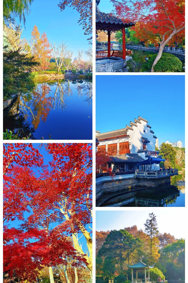 魔都限定秋色!魯迅公園賞楓全攻略錯過再等365天 魔都限定秋色!魯迅公園賞楓全攻略錯過再等365天